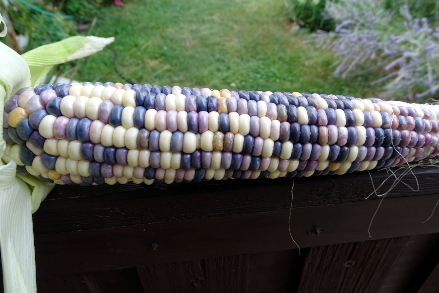 Canyon de Chelly corn